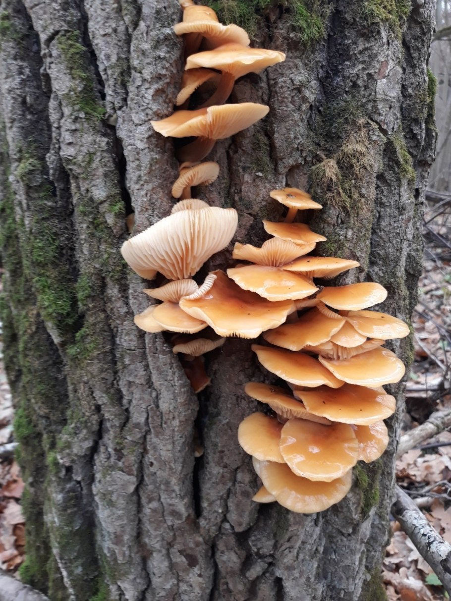 Зимний опенок фламмулина