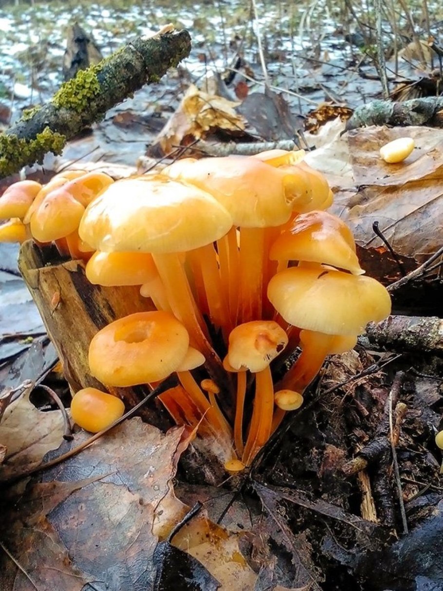 Фламмулина обыкновенная