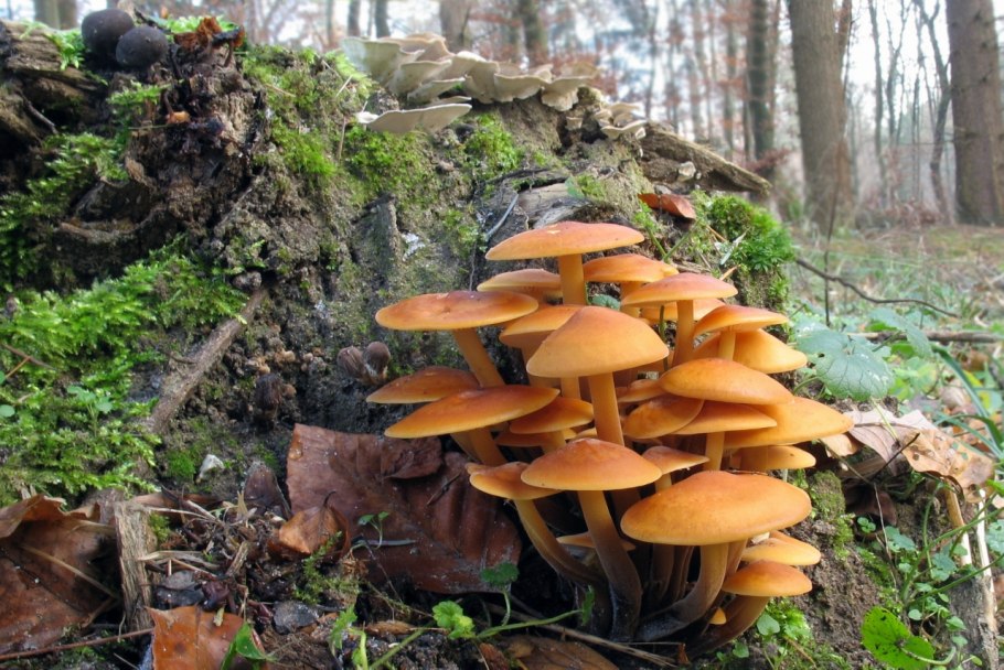 Опёнок зимний Flammulina velutipes