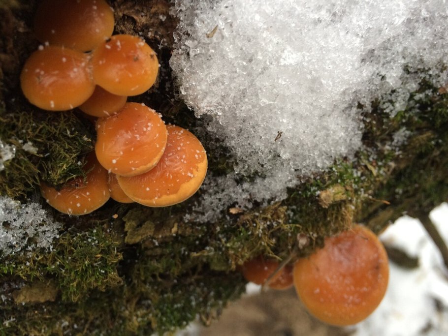 Формалина гриб зимний опенок