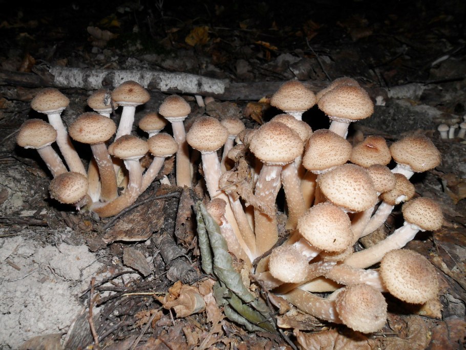 Успенские опята