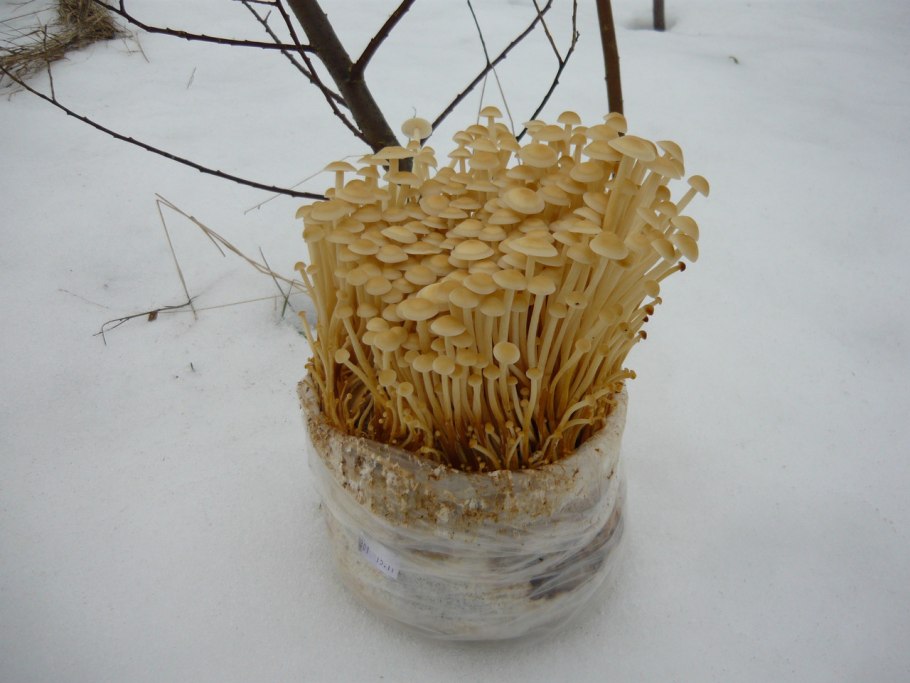 Мицелий грибов опенок зимний