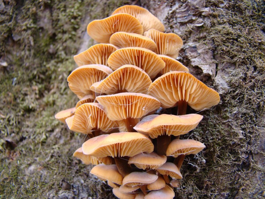 Зимний гриб фламмулина