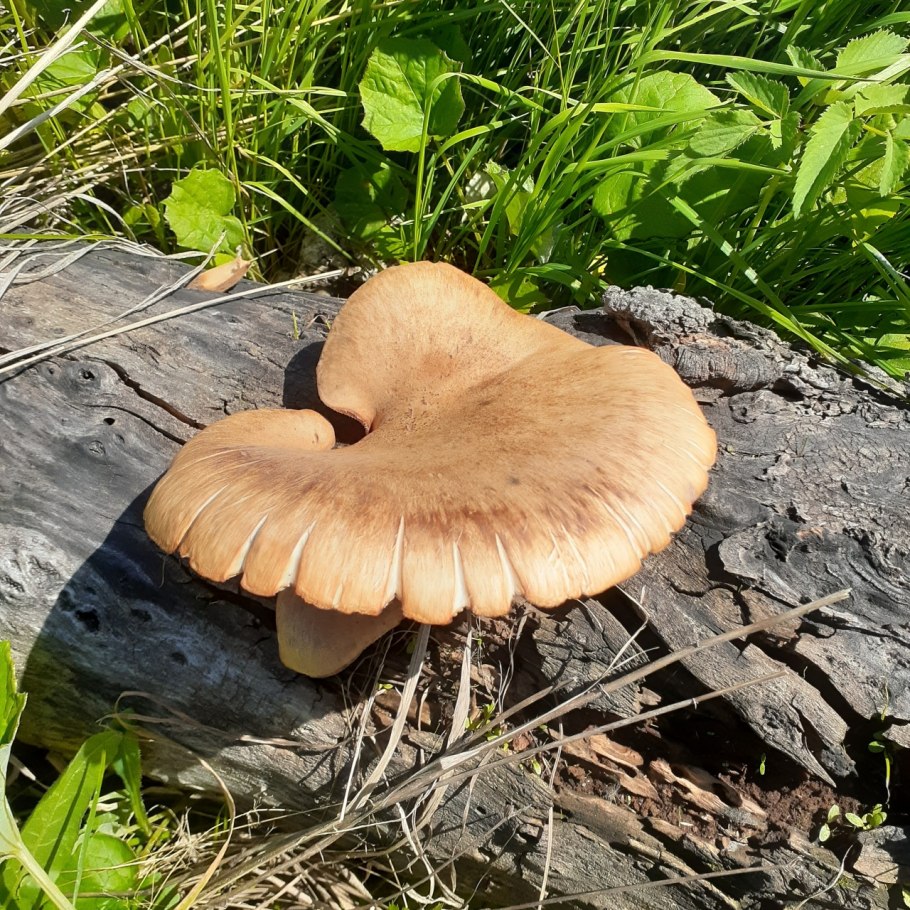 Трутовик Пилолистник