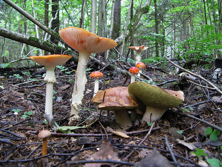 Мухомор и белый гриб