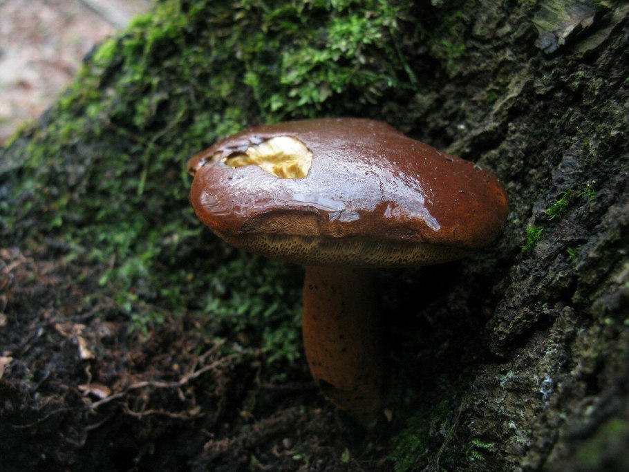 Польский гриб Imleria Badia