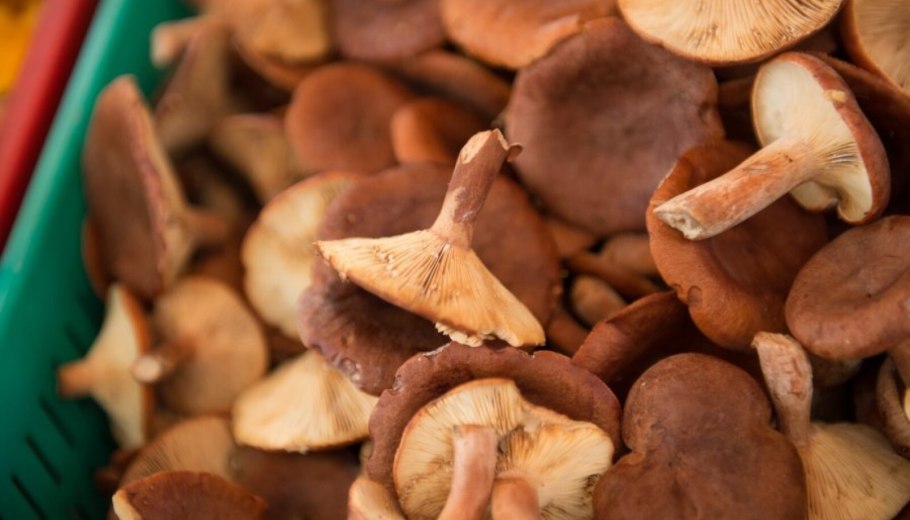 Гриб даже съедобный