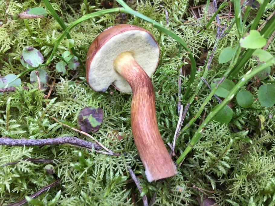 Дубовик и польский гриб