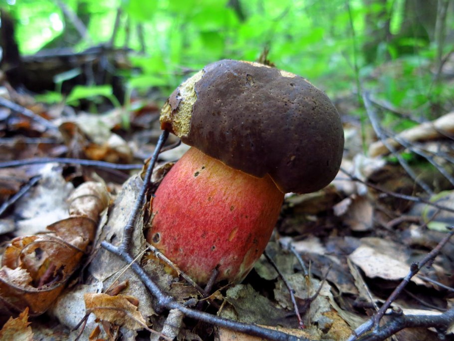 Дубовик крапчатый Boletus erythropus
