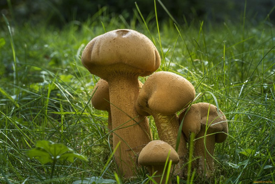 Обои с грибочками