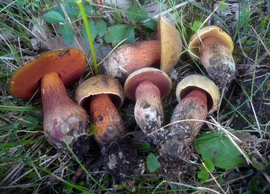 Дубовик крапчатый Boletus erythropus