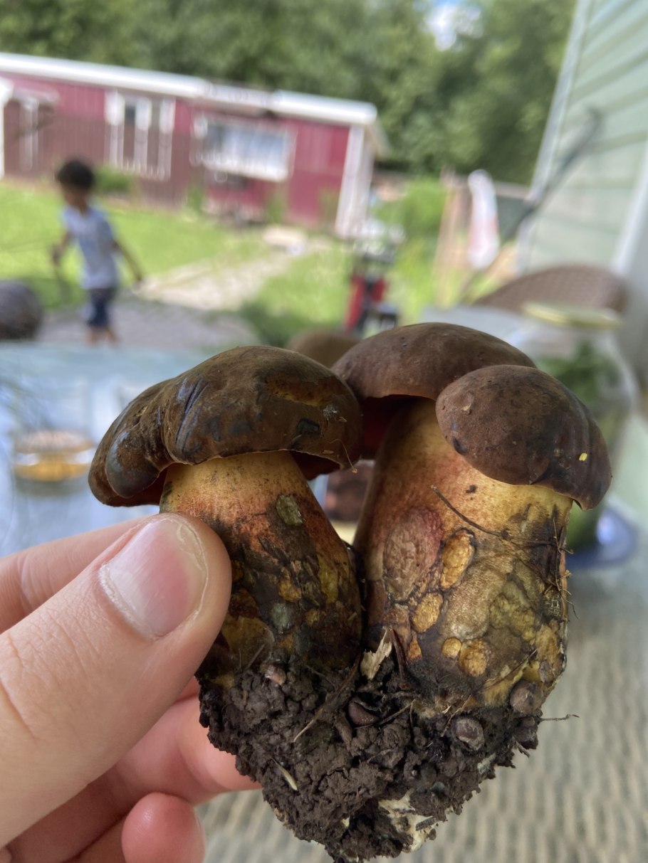 Дубовик крапчатый