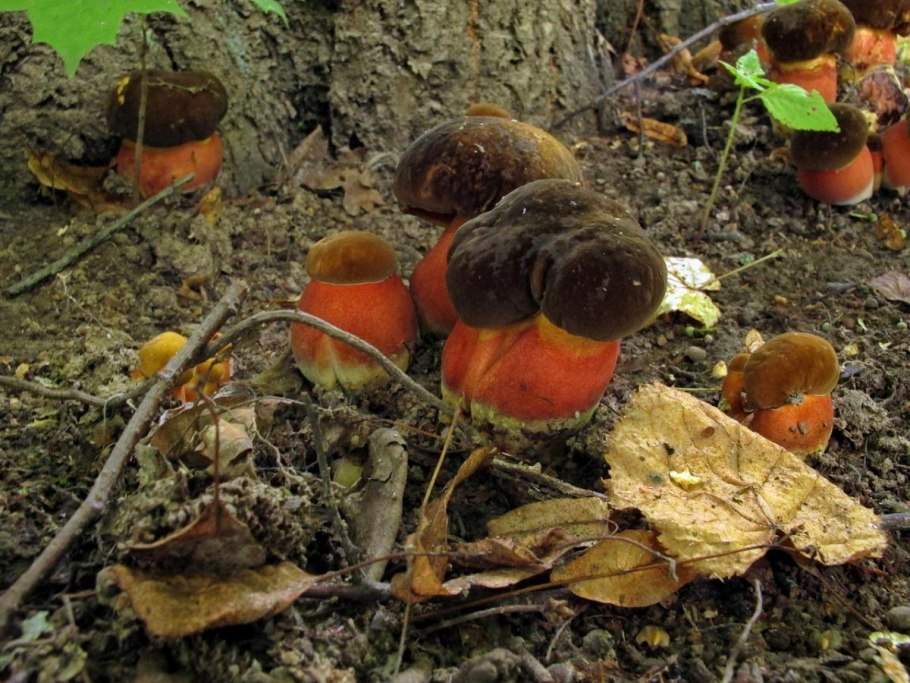 Дубовик крапчатый Boletus erythropus