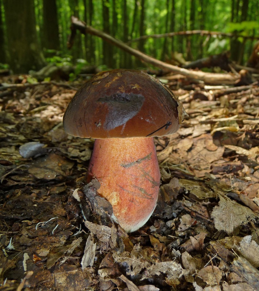 Дубовик крапчатый Boletus erythropus