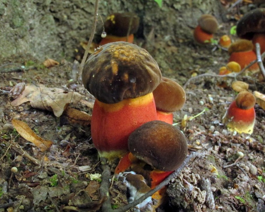 Поддубовик гриб ложный