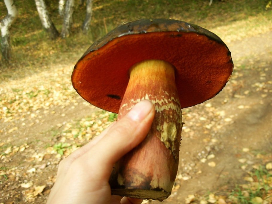 Дубовик крапчатый синеет