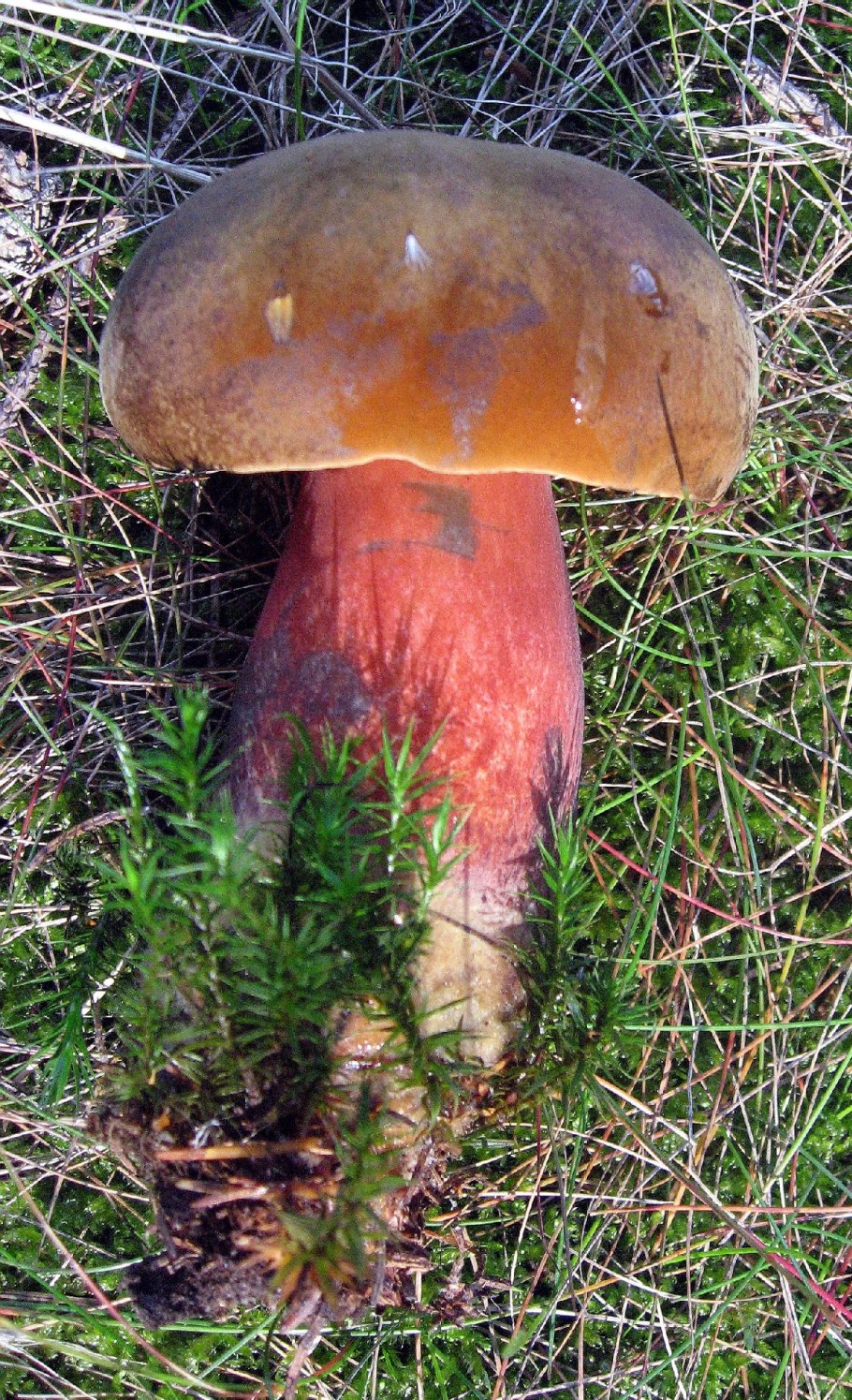 Дубовик крапчатый Boletus erythropus