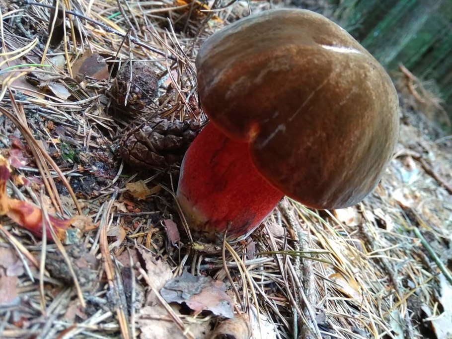 Boletus luridus Дубовик обыкновенный