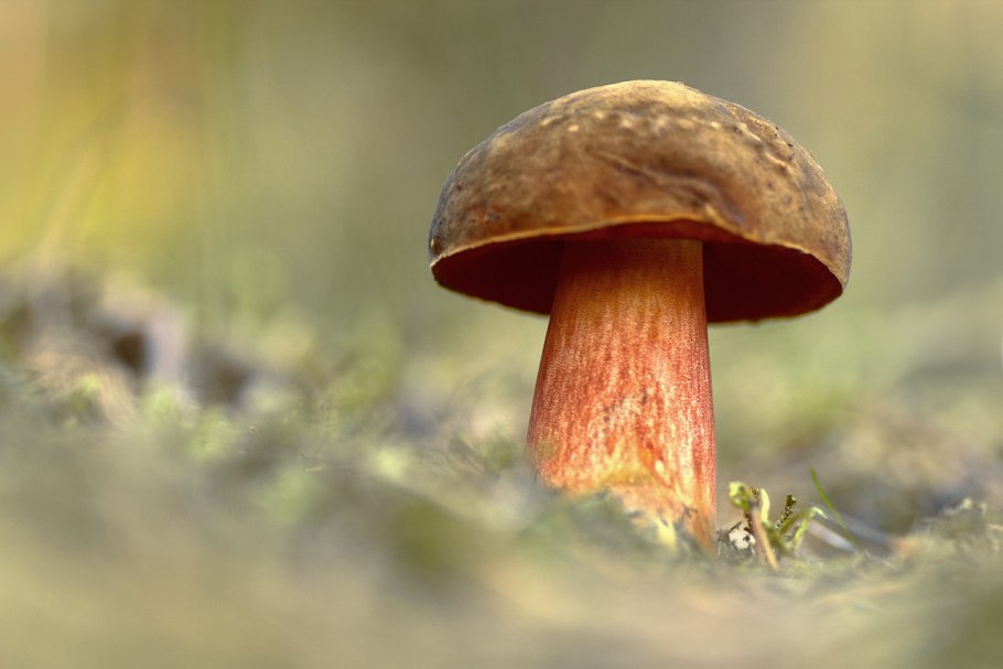 Поддубовик крапчатый