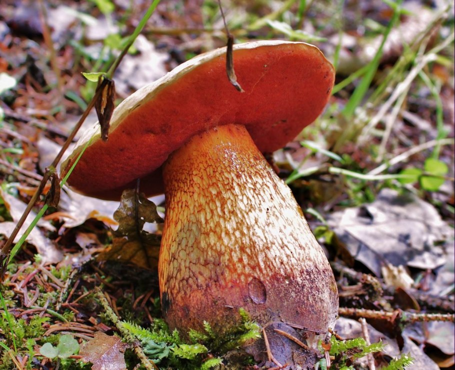 Дубовик крапчатый Boletus erythropus