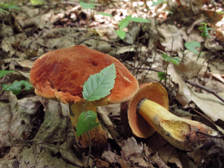 Поддубовик крапчатый