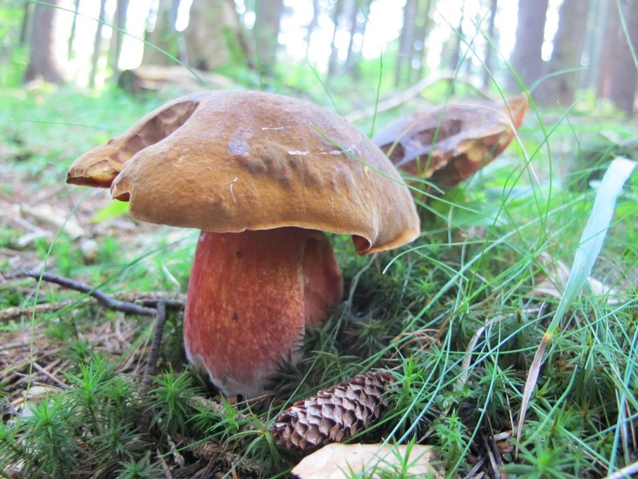 Дубовик крапчатый Boletus erythropus
