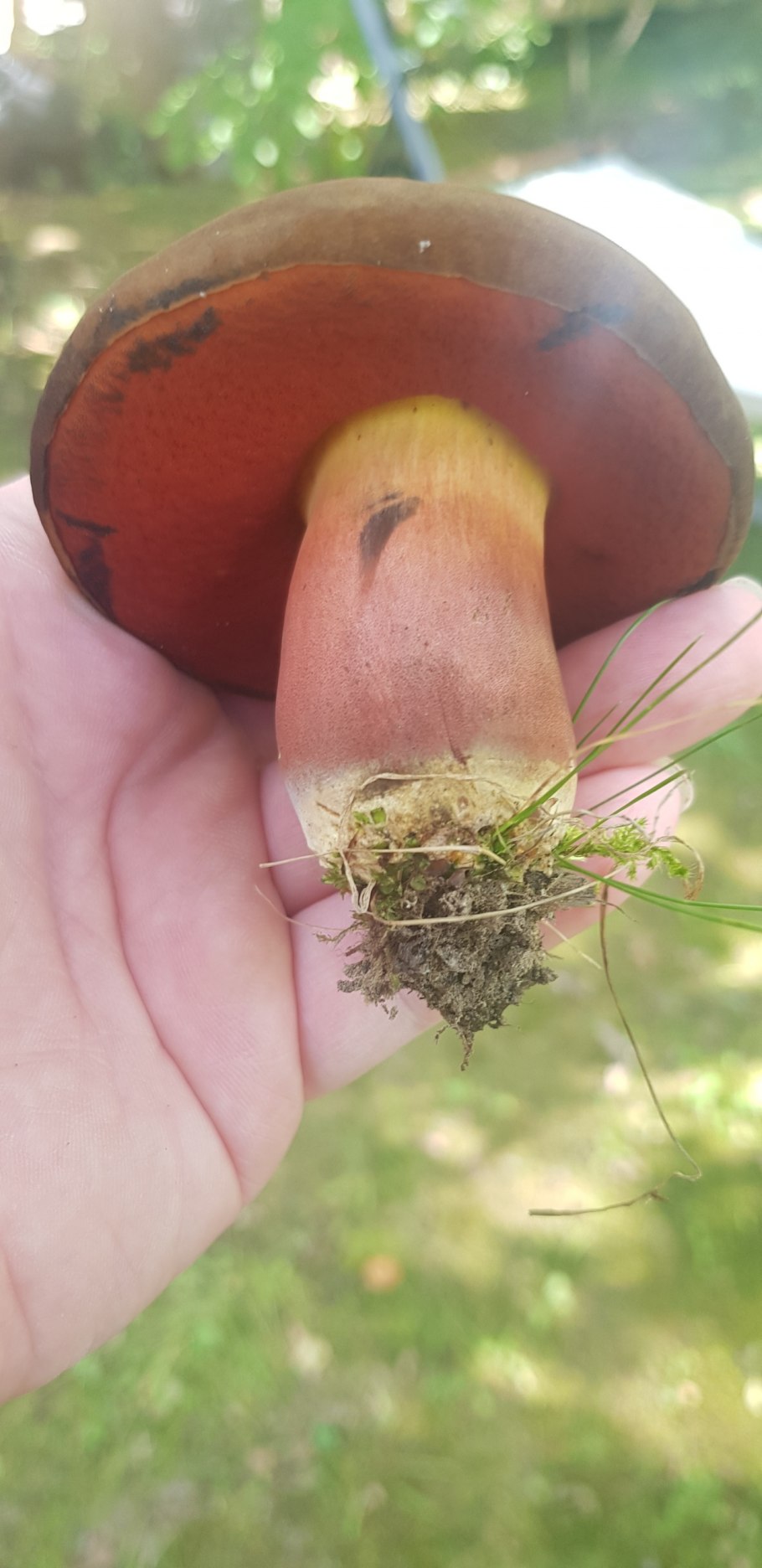 Гриб Плакида ведьмы