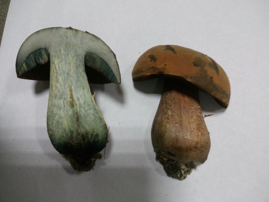 Boletus luridus Дубовик обыкновенный