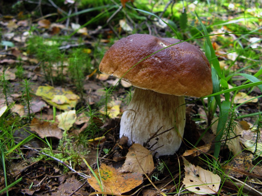 Дубовик красноножковый