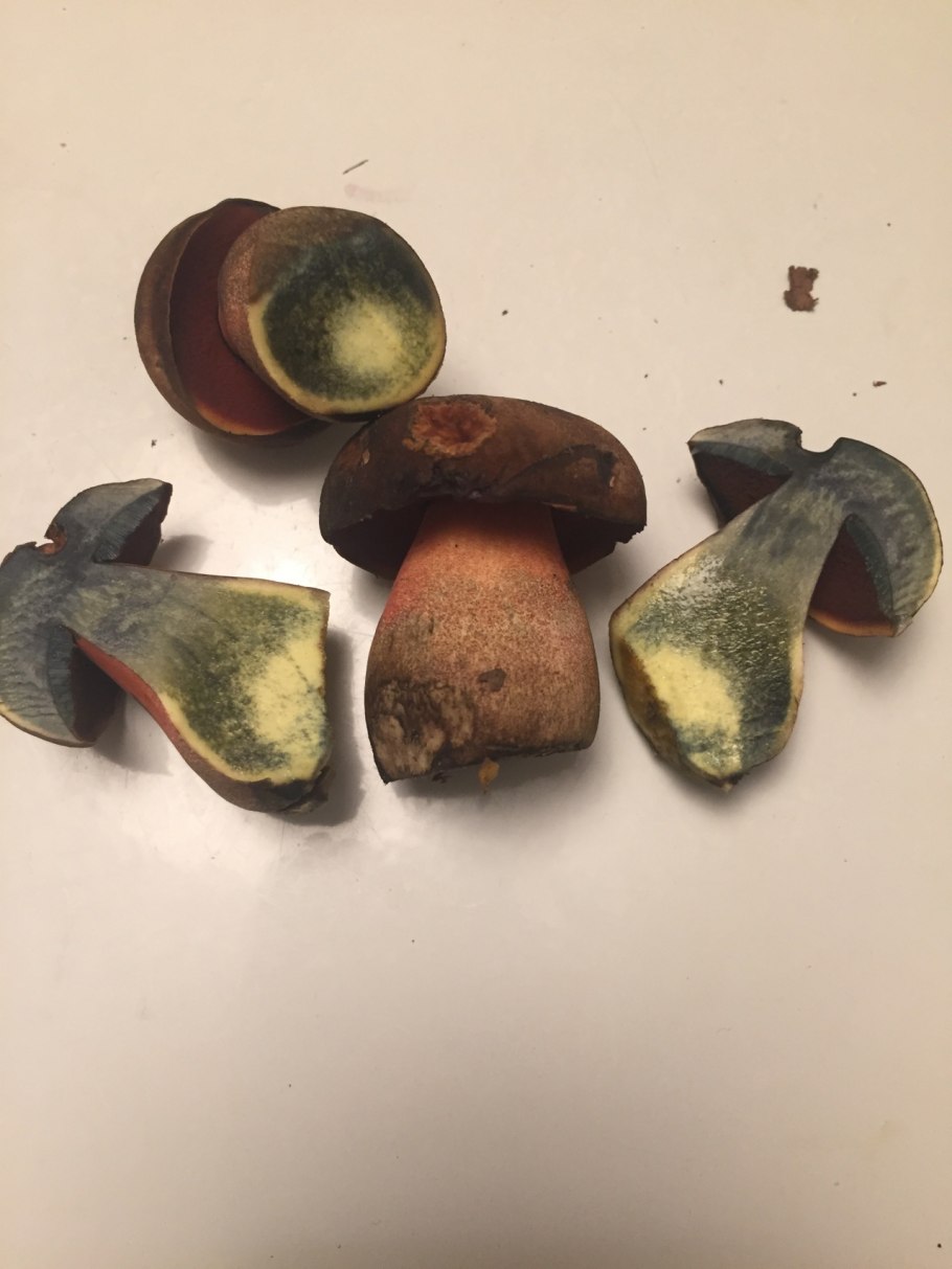 Дубовик синеющий