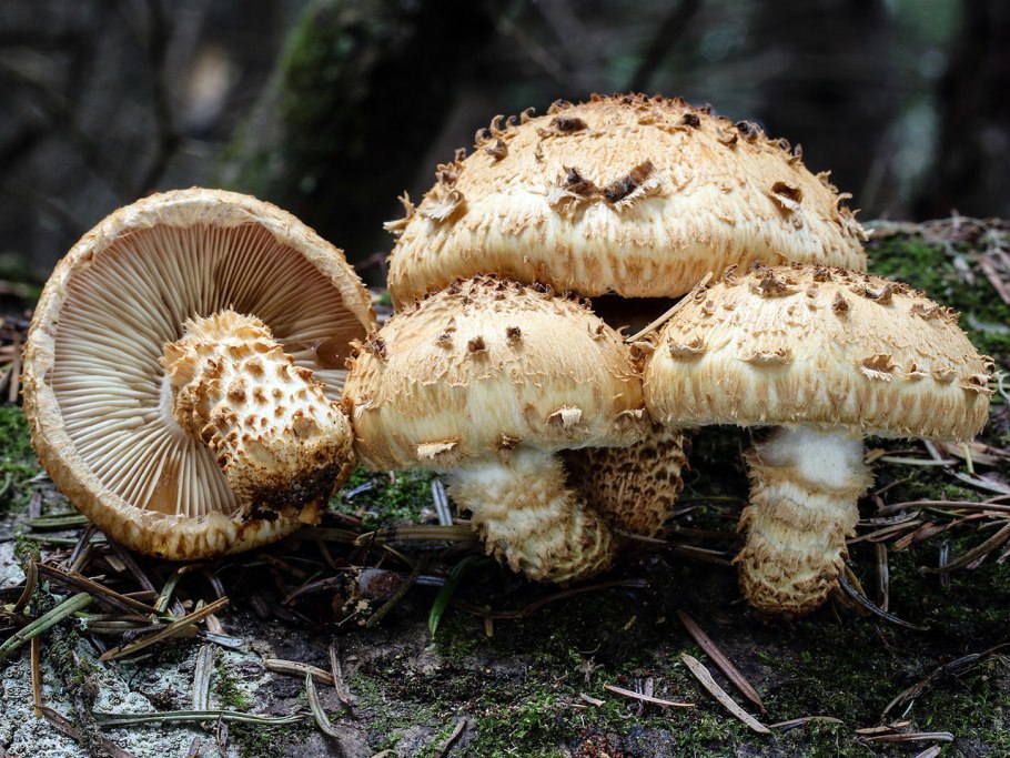 Pholiota squarrosa