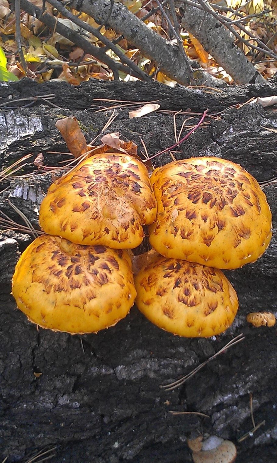 Чешуйчатка камеденосная