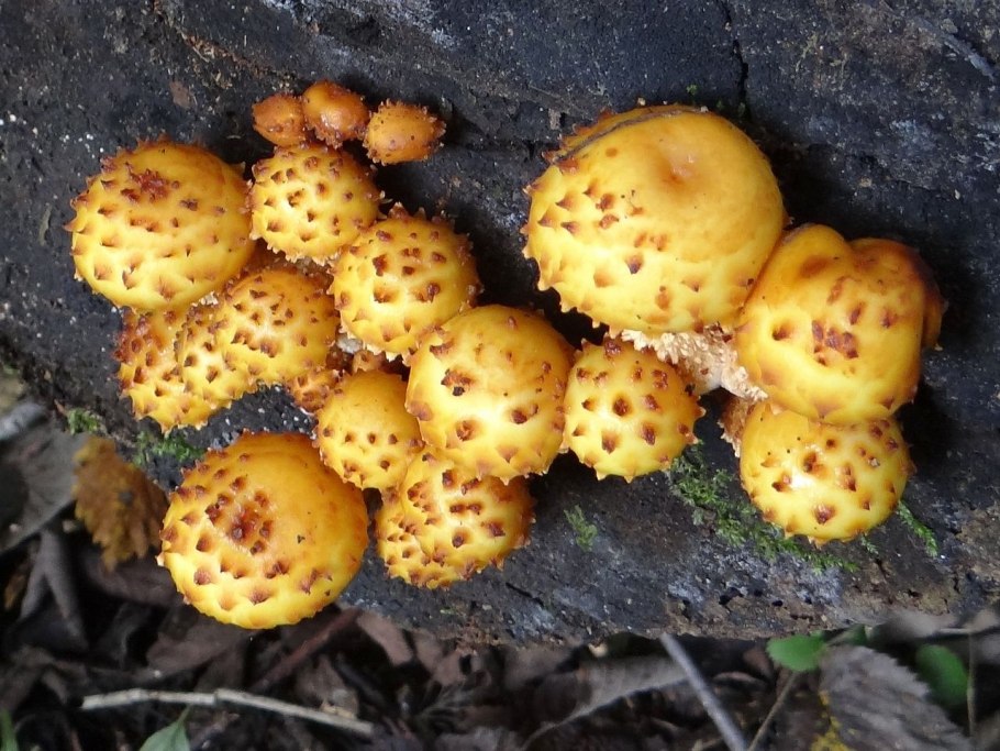 Чешуйчатка золотистая pholiota aurivella