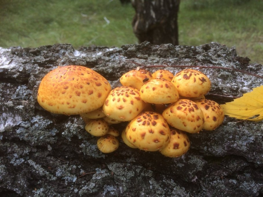 Чешуйчатка золотистая (Pholiota aurivella)