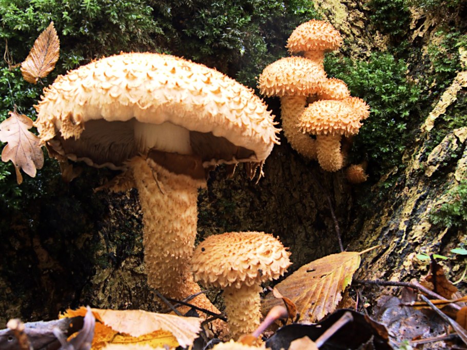 Чешуйчатка золотистая (Pholiota aurivella)