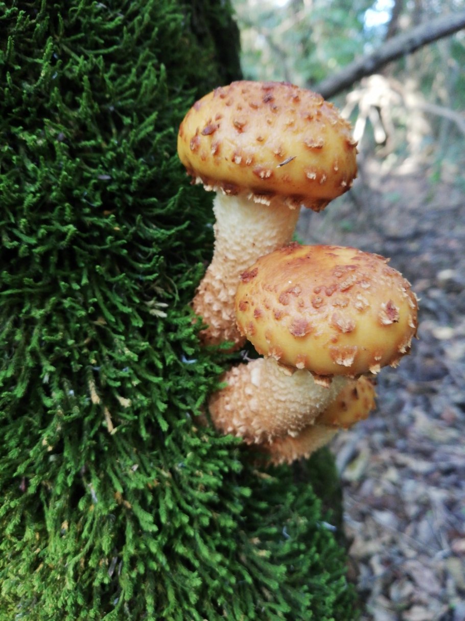 Чешуйчатка золотистая съедобная