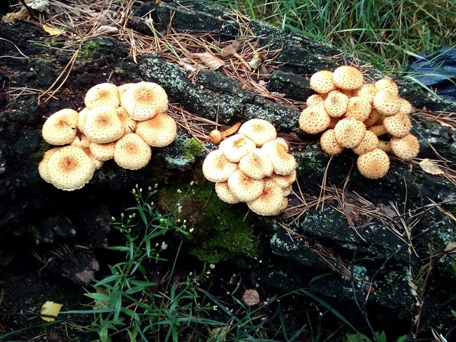 Чешуйчатка золотистая (Pholiota aurivella)