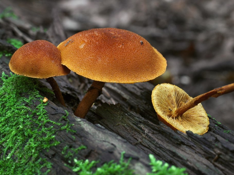 Фламмуластер скошенный Flammulaster limulatus