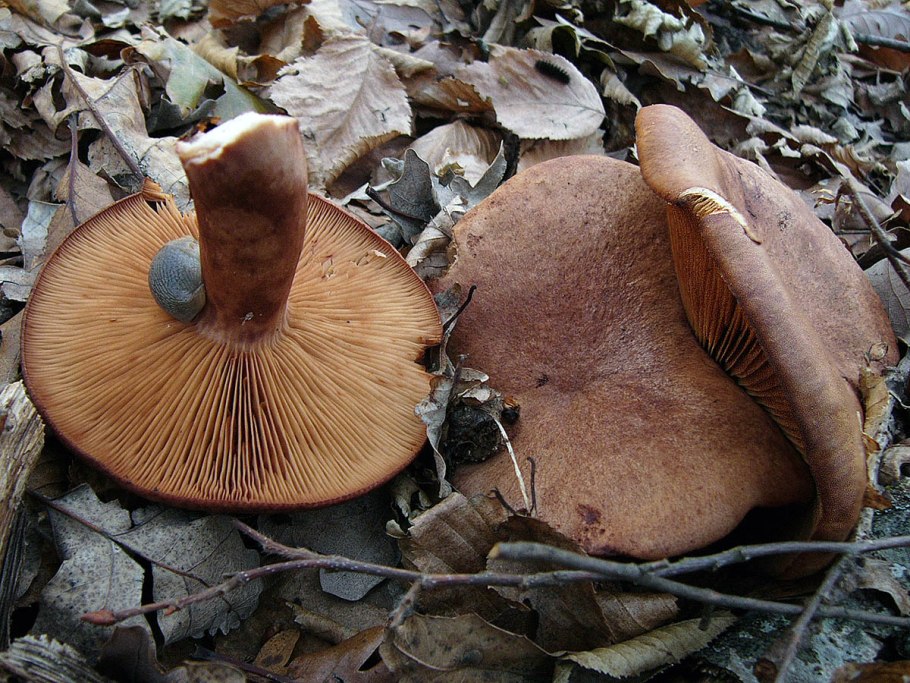 Млечник дубовый Lactarius Quietus