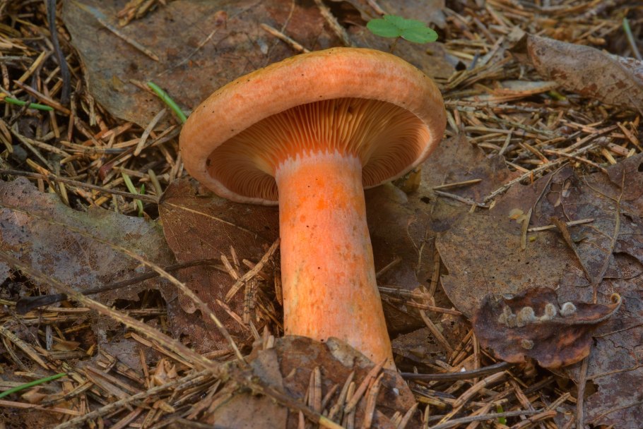 Рыжики Королевские грибы
