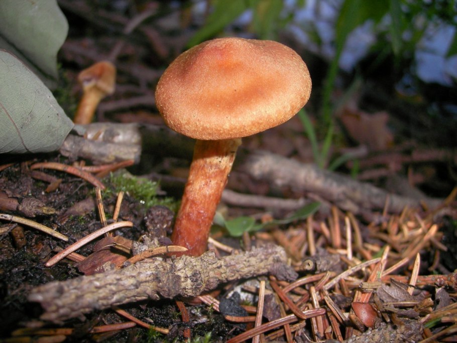 Лесной паутинник гриб