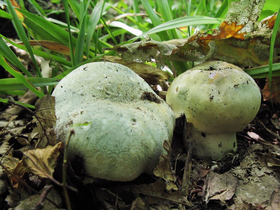 Сыроежка Полевая