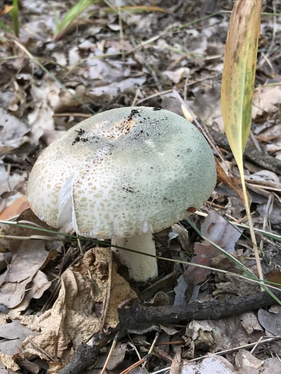 Russula cyanoxantha