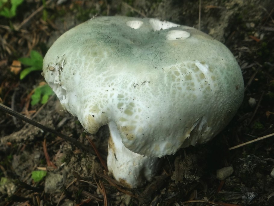 Сыроежка Чешуйчатая (Russula virescens)