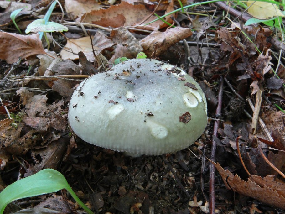 Russula cyanoxantha