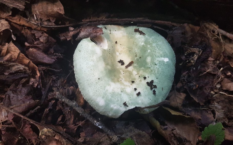 Сыроежка Чешуйчатая (Russula virescens)