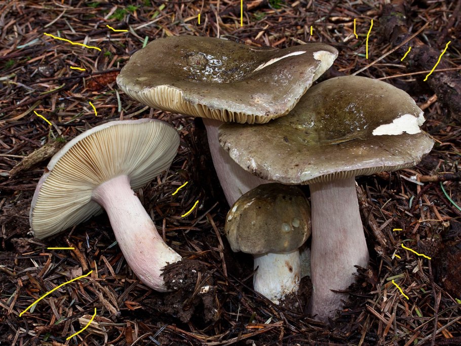 Russula olivacea