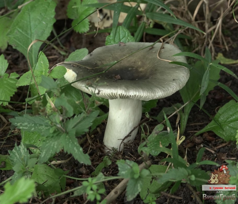 Сыроежка зелёная