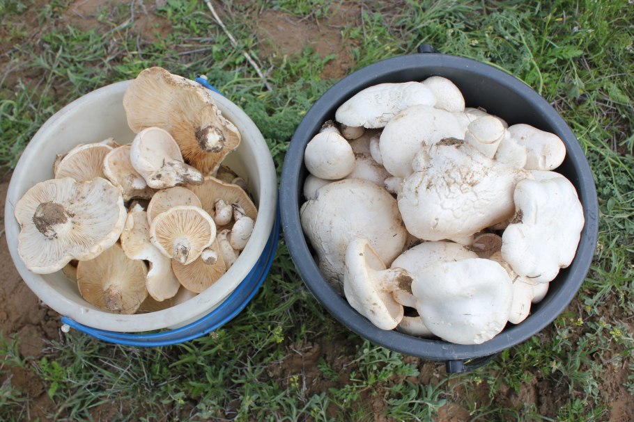 Шампиньоны большие