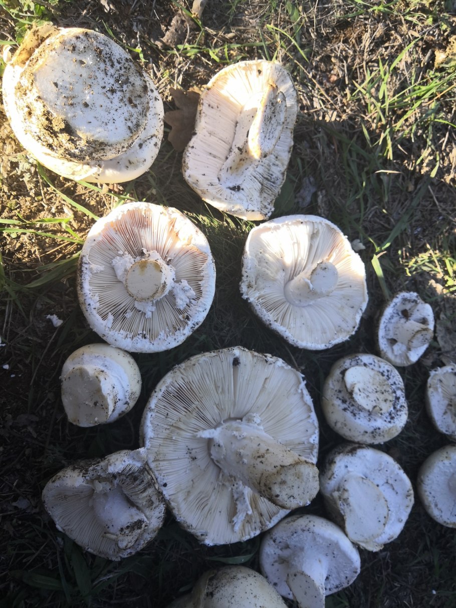 Крымский горный гриб